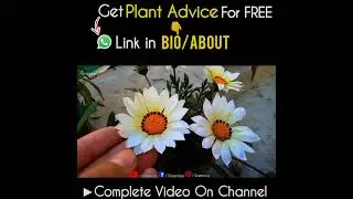 What is the best Pot Size For Gazania Flower Plant?