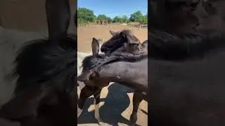 Буран и Эльф, разница в пол года 💕