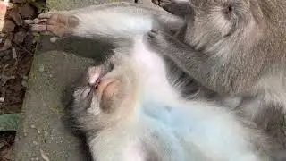 Жена Я посмотрела В ГЛАЗА ОБЕЗЬЯНЕ- её реакция была мгновенной!