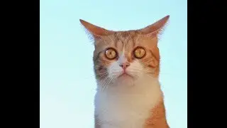 Нарезка Смешных Котов и Кошек 2019
