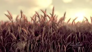 Wheat grass field made in cinema 4d and Redshift
