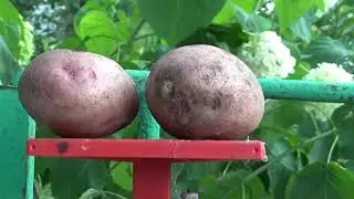 ТОП сортов раннего картофеля 2021