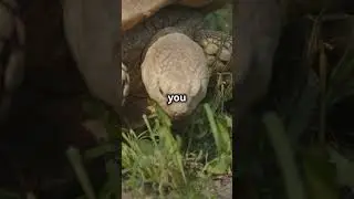 The Oldest Turtle Ever Recorded  #turtlewatching #turtleanatomy #facts