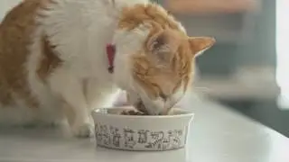 Severus’ Adoption Story: Hill’s Food, Shelter & Love®
