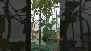 F1 Sitaw Gagawing Seeds #agaderfarmland #shortsvideo #farming #sitaw