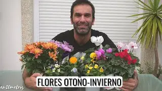 Las mejores FLORES PARA OTOÑO - INVIERNO: cuáles elegir y cómo cuidarlas || en20metros