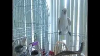 Cool Cockatoo