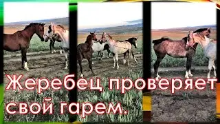 The stallion checks his harem.