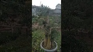 MIRTEN BONSAI SUPER MANTAP#shots