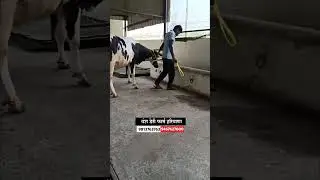 दुसऱ्या वेताची गाई विक्रीसाठी उपलब्ध आहे #hf_cow #dairy_farm #सांगोला_बाजार
