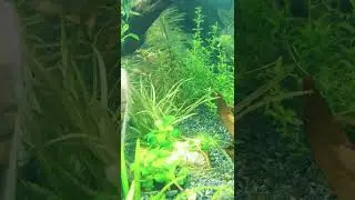 @mikrorazboragalaktika@akvarium@akvariumbaliqlar