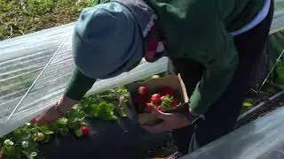 Strawberry Picking