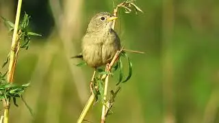 Canário-do-campo Cantando na natureza