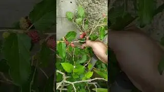 Did You Know : Mulberry Atau Murbei  #health #healthy