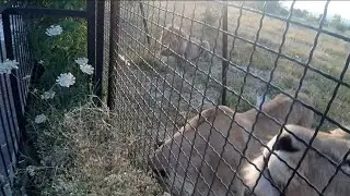 Утреннее угощение 🍗 Марсель, Симона и Гирюша.