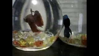 Two Fighting Fish