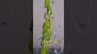 Nacimiento de la Mantis Religiosa