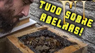 How to raise stingless bees! - Chácara SV