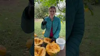 Выбираем белые семечки 