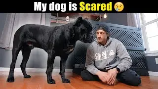 My Dog is Scared 