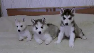 Puppies