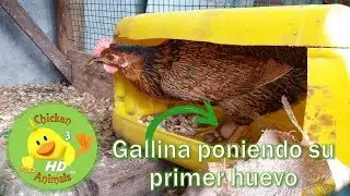Gallina pone su primer huevo