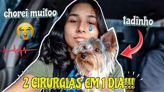 MEU CACHORRO PRECISOU FAZER 2 CIRURGIAS NO MESMO DIA! 😰 - Alice Mendes