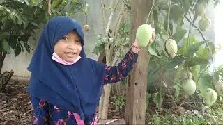 Buah mangga dan coklat, selamat hari raya idul Fitri - Keyra Lovers