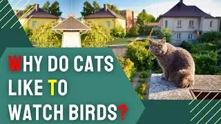 Why Do Cats Like to Watch Birds? 🐦 This Will Surprise You!