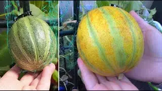 Faire pousser du melon en pot / Growing melon in containers