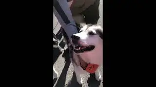 Mush Larose Fun Scooter Dog Race Martin Sojou and Dotty #sleddogs #malamutelovers #alaskanmalamutes