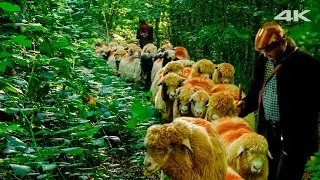 Winter Preparation - Migration from Plateau to Village | Documentary