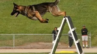 Dogs Are amazing  Jump like Lions and Chitah - E-Series