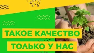 ВОТ ЭТО КАЧЕСТВО!!! ТОЛЬКО В СЦ "СЕВЕРИН"