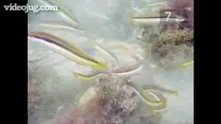 Underwater Digital Photography Part 2