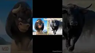 Ferdinand en la vida real (musica larga)