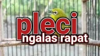 Pleci bukpar super, ngalas rapat