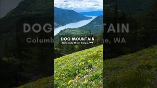Dog Mountain Hike, Columbia River Gorge, WA #shorts #DogMountainHike #columbiarivergorge