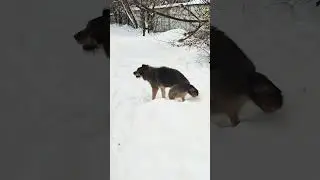 Любимые мармеладки 