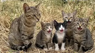 A mother cat and her kittens greeted me at the garden gate; they were very hungry.