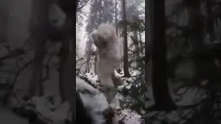 видеодоказательство существования йети