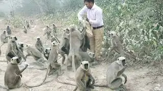 feeding laddoos to monkeys