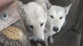 ОСТАЛОСЬ ДВА ЩЕНКА!!!