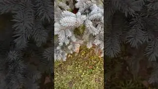 Голубая ель