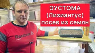 Эустома (лизиантус) посев из семян