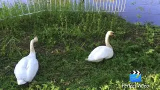 Лебеди на Елагином острове