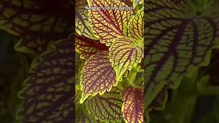 Колеус Голден Дримс / Красивые растения для сада