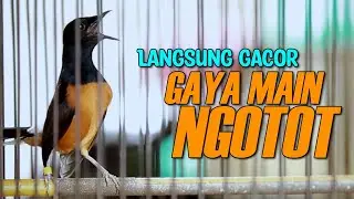 MURAI BATU GACOR FUL NEMBAK ISIAN NGEROL NGEBREN