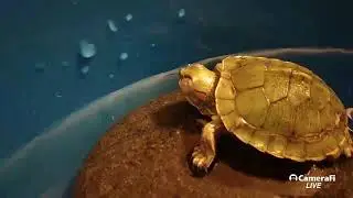Just turtle