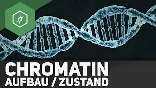 Structure & state of chromatin